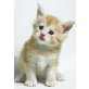 Maine Coon - Katze