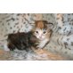 Maine Coon - Katze