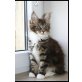 Maine Coon - Katze