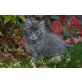 Maine Coon - Katze