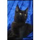 Maine Coon - Katze