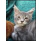 Maine Coon - Katze