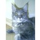 Maine Coon - Katze