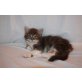 Maine Coon - Katze