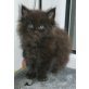 Maine Coon - Katze
