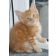 Maine Coon - Katze