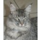 Maine Coon - Katze