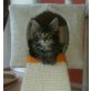 Maine Coon - Katze