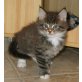 Maine Coon - Katze