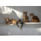 Maine Coon - Katze