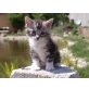 Maine Coon - Katze