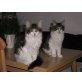 Maine Coon - Katze