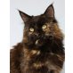Maine Coon - Katze