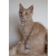 Maine Coon - Katze