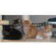 Maine Coon - Katze