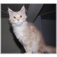 Maine Coon - Katze