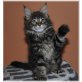 Maine Coon - Katze
