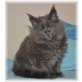 Maine Coon - Katze