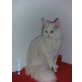 Maine Coon - Katze