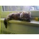 Maine Coon - Katze