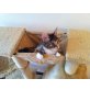 Maine Coon - Katze