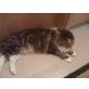Maine Coon - Katze