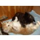 Maine Coon - Katze