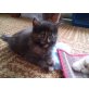 Maine Coon - Katze