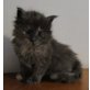 Maine Coon - Katze