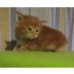 Maine Coon - Katze