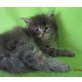 Maine Coon - Katze