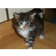 Maine Coon - Katze