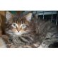 Maine Coon - Katze