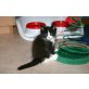 Maine Coon - Katze