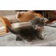 Maine Coon - Katze