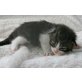 Maine Coon - Katze