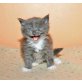 Maine Coon - Katze