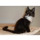 Maine Coon - Katze