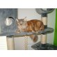 Maine Coon - Katze