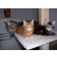 Maine Coon - Katze