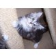 Maine Coon - Katze
