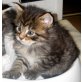 Maine Coon - Katze