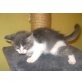 Maine Coon - Katze