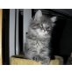 Maine Coon - Katze