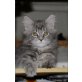 Maine Coon - Katze
