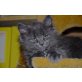Maine Coon - Katze