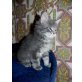 Maine Coon - Katze