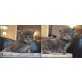 Maine Coon - Katze