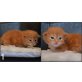 Maine Coon - Katze