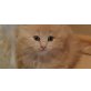 Maine Coon - Katze
